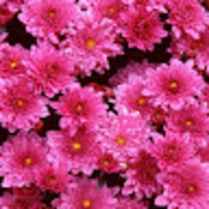 Meet your Posher, Francesca